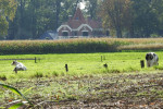 De Vieker